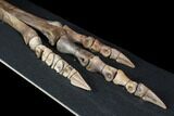 Struthiomimus Composite Foot - Two Medicine Formation #92641-8